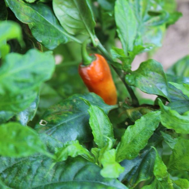 Hot #peppers in our garden! #haiti #hopeforhaiti #farmersfirst #yummy Hot #peppers in our garden! #haiti #hopeforhaiti #farmersfirst #yummy