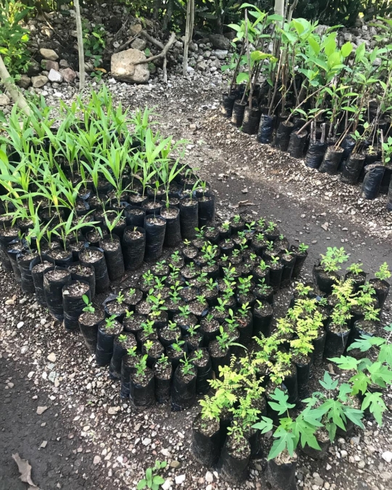 Seedlings in the school garden are nurtured until they’re ready to be sold or donated to community members. #haiti #hopeforhaiti #plants #reforesthaiti Seedlings in the school garden are nurtured until they’re ready to be sold or donated to community members. #haiti #hopeforhaiti #plants #reforesthaiti