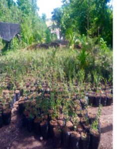 Cherry Tree Seedlings